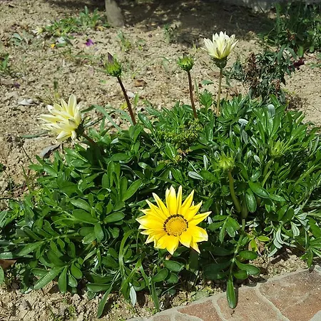 Lazaros Daire Pissouri